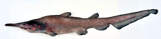 Mitsukurina owstoni _03.jpg